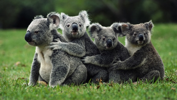 Koala Genome - Ramaciotti Centre for Genomics